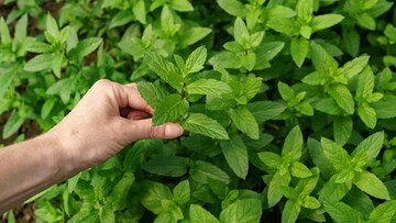 গরম পড়তেই হলুদ হয়ে যাচ্ছে তুলসীর পাতা? ছোট্ট কৌশলে শুকনো ডাল, পাতাও হয়ে উঠবে তাজা সবুজ! রইল টোটকা