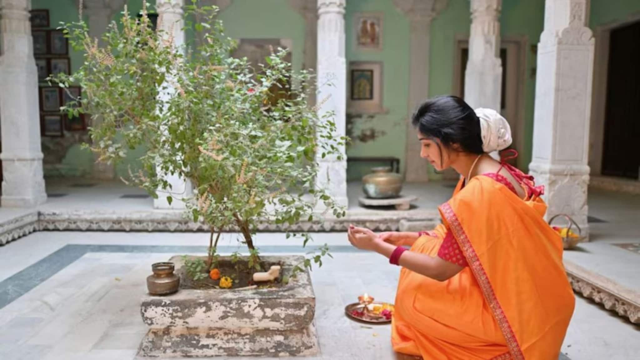 Tulsi Plant: গরম পড়তেই হলুদ হয়ে যাচ্ছে তুলসীর পাতা? ছোট্ট কৌশলে শুকনো ডাল, পাতাও হয়ে উঠবে তাজা সবুজ! রইল সহজ টোটকা