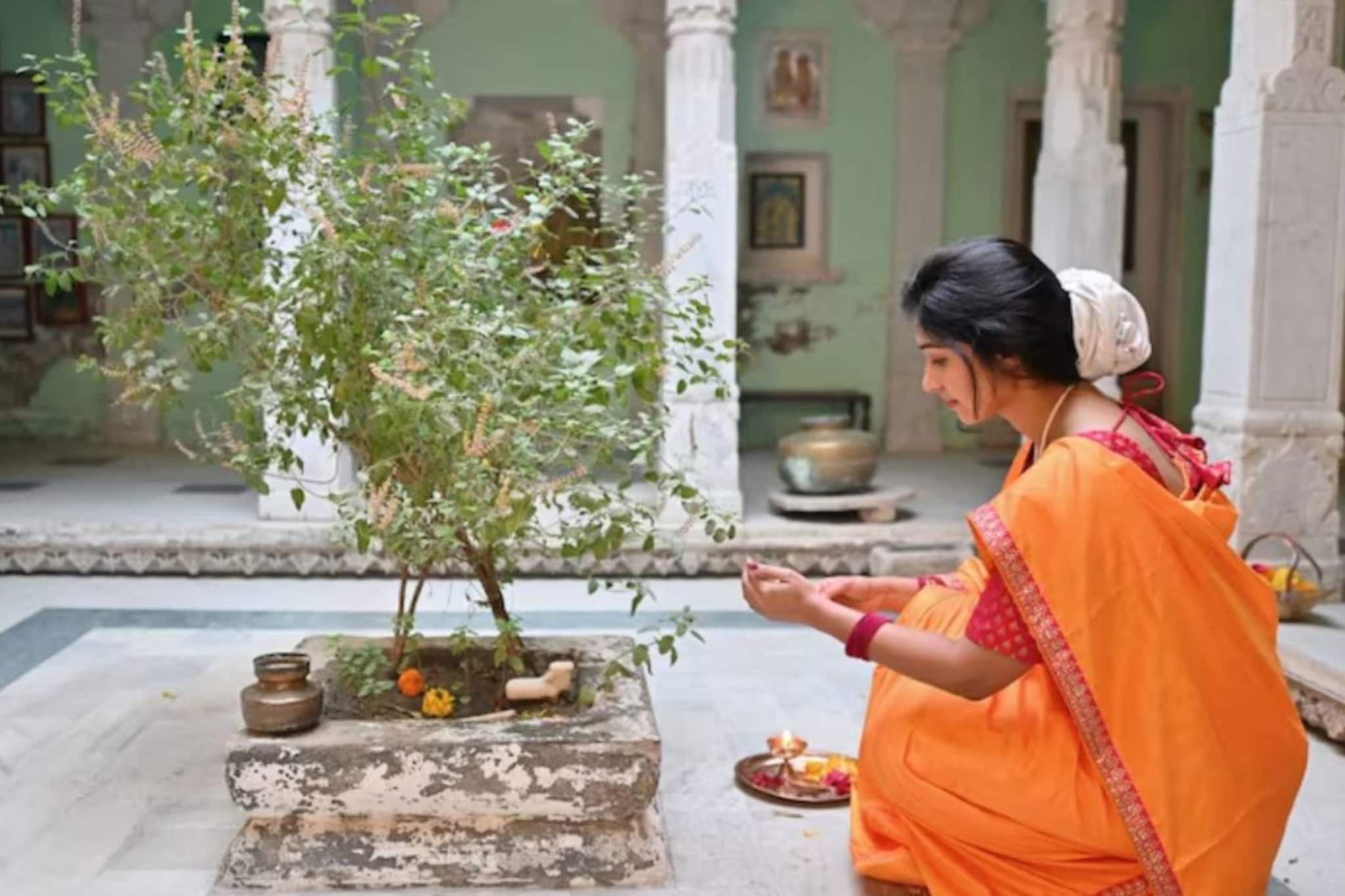 গরম পড়তেই হলুদ হয়ে যাচ্ছে তুলসীর পাতা? ছোট্ট কৌশলে শুকনো ডাল, পাতাও হয়ে উঠবে তাজা সবুজ! রইল টোটকা