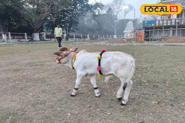 দেড় ফুট লম্বা, ২০ কেজি ওজন! ছোট্ট সাইজের এই গরু লিটার লিটার দুধ দিচ্ছে রোজ! ভাইরাল গৌরী, গোপালের কীর্তি