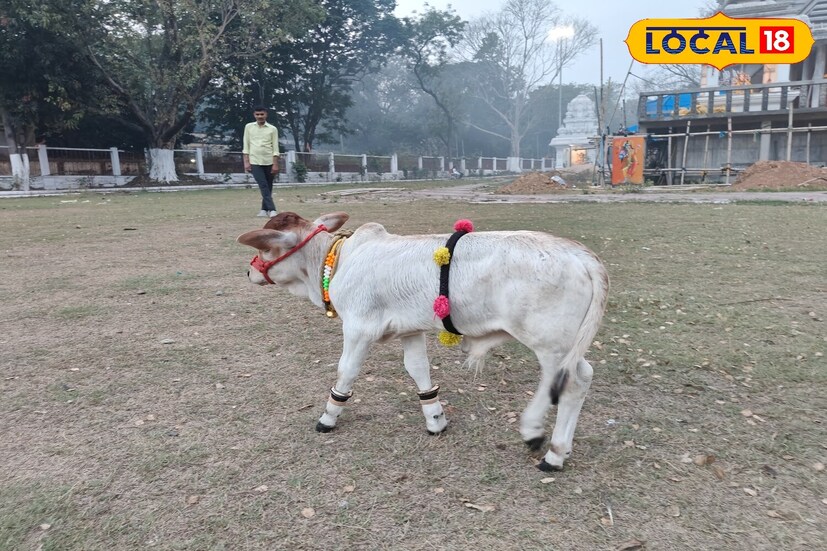*এ এক অদ্ভুত গরুর গল্প। শহরের বাসিন্দা মোহিত গুপ্ত এবং তাঁর ভাই রোহিত গুপ্ত এমন এক গরু নিয়ে এসেছেন, যা দেখতে একেবারেই অন্যরকম। তাঁরা এটিকে দক্ষিণ ভারত থেকে এনেছেন, যেখানে ঐতিহ্যগতভাবে এই জাতের গরু পালন করা হয়। এই ধরনের গরু জামশেদপুরে এই প্রথম এসেছে, তাই তাকে দেখে মানুষ উত্তেজিত।