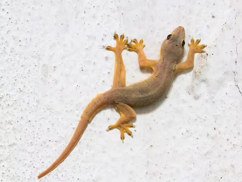 *গ্রীষ্মকালে বাড়িতে টিকটিকির আনাগোনা বেশি। বিশেষ করে রান্নাঘর, গুদামঘর এবং বাথরুমে এদের বেশি দেখা যায়। খাওয়ার জায়গা এবং রান্নাঘরের কাউন্টার টপের উপর দিয়ে হেঁটে যাওয়ার মাধ্যমে টিকটিকি সংক্রমণ ছড়াতে পারে। মানুষ এদের থেকে মুক্তি পাওয়ার জন্য নানা উপায় অবলম্বন করে। কিন্তু, এরা দেয়ালের কোণায় লুকিয়ে থাকে এবং আবার বেরিয়ে আসে। কিছু সহজ ঘরোয়া কৌশলের মাধ্যমে আপনি এদের চিরতরে দূরে রাখতে পারেন। *গ্রীষ্মকালে বাড়িতে টিকটিকির আনাগোনা বেশি। বিশেষ করে রান্নাঘর, গুদামঘর এবং বাথরুমে এদের বেশি দেখা যায়। খাওয়ার জায়গা এবং রান্নাঘরের কাউন্টার টপের উপর দিয়ে হেঁটে যাওয়ার মাধ্যমে টিকটিকি সংক্রমণ ছড়াতে পারে। মানুষ এদের থেকে মুক্তি পাওয়ার জন্য নানা উপায় অবলম্বন করে। কিন্তু, এরা দেয়ালের কোণায় লুকিয়ে থাকে এবং আবার বেরিয়ে আসে। কিছু সহজ ঘরোয়া কৌশলের মাধ্যমে আপনি এদের চিরতরে দূরে রাখতে পারেন।