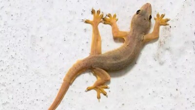 টিকিটিকি তাড়ানোর উপায় 