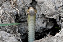 Snake Holes: বাড়ির উঠোন, বাগান বা ক্ষেতের মধ্যে কোনও গর্ত রয়েছে? সেটি বিষাক্ত সাপের গর্ত নয় তো? শনাক্ত করুন সহজেই