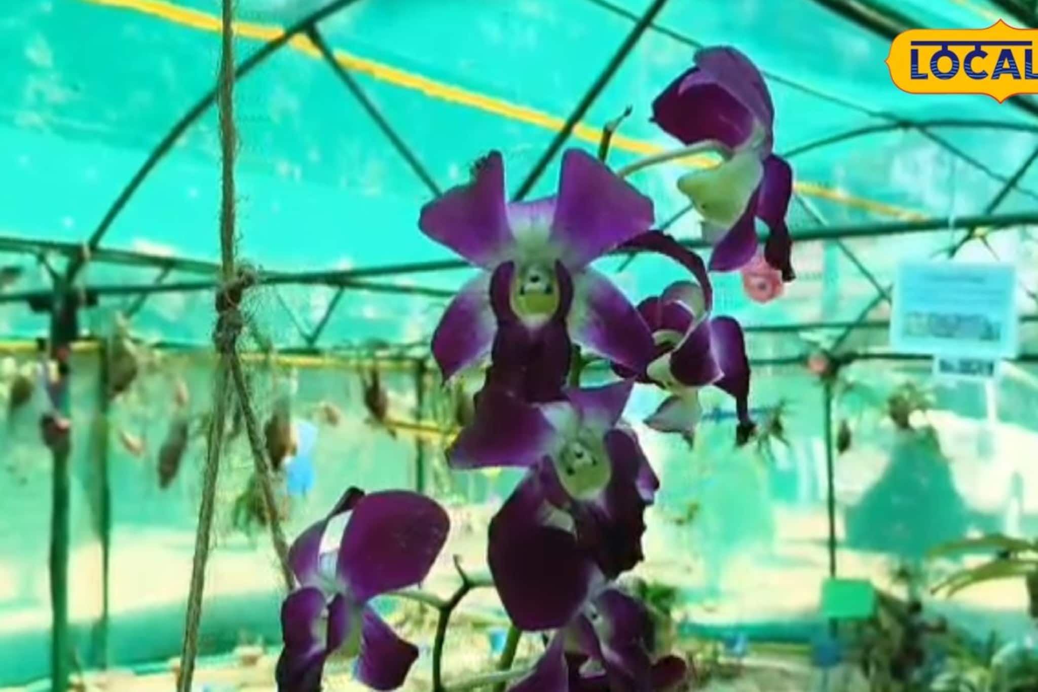 পুরুলিয়ার রুখা মাটিতেও এবার অর্কিডের মেলা! আইটেনারিতে না রাখলে পুরো ট্যুর বৃথা পুরুলিয়ার রুখা মাটিতেও এবার অর্কিডের মেলা! আইটেনারিতে না রাখলে পুরো ট্যুর বৃথা