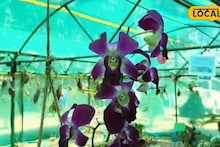 Orchid Garden: পাহাড়ের কোলে রঙের মেলা, পুরুলিয়ার রুখা মাটিতেও এবার অর্কিডের মেলা! আইটেনারিতে না রাখলে পুরো ট্যুর বৃথা