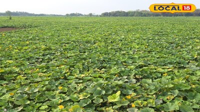 ধানের চেয়ে সবজি চাষে কৃষকদের ডবল আয়