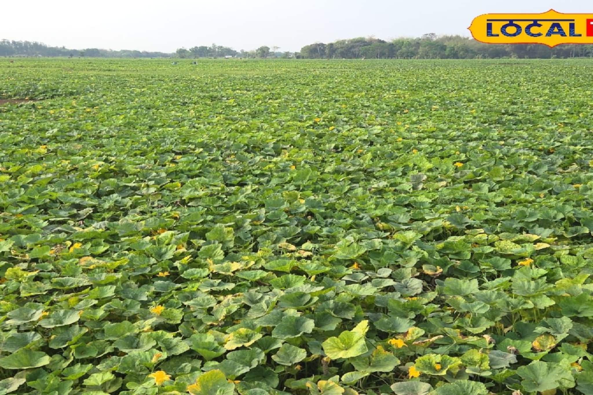 মেদিনীপুরের বালি মাটিতে ফলছে সোনার ফসল! মালামাল চাষিরা, বদলাচ্ছে ভাগ্য