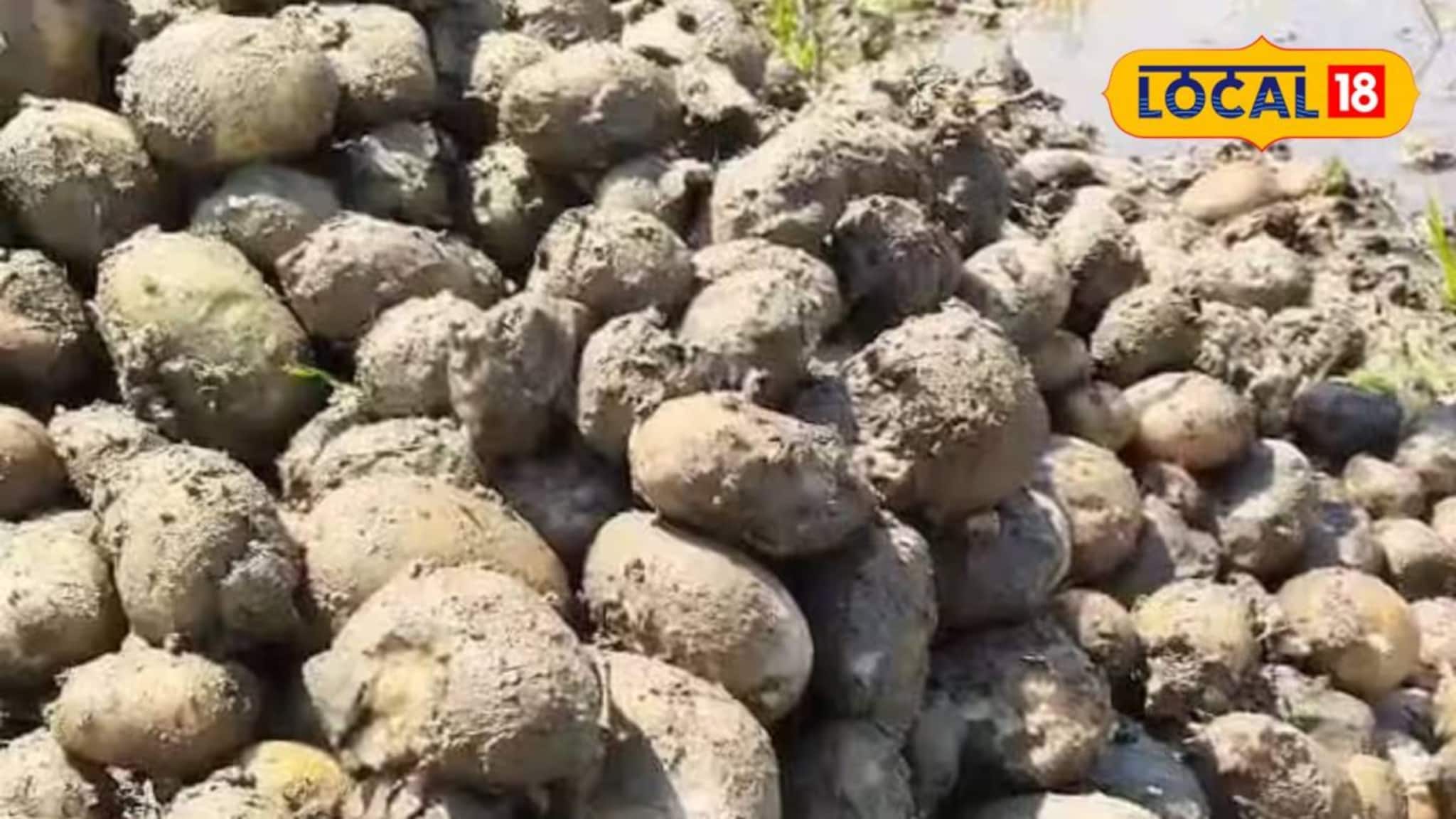 ভেজা আলু হিমঘরে সংরক্ষণ নিয়ে আর হবে না ভোগান্তি! স্বস্তির খবর শোনাল জেলা কৃষি দফতর