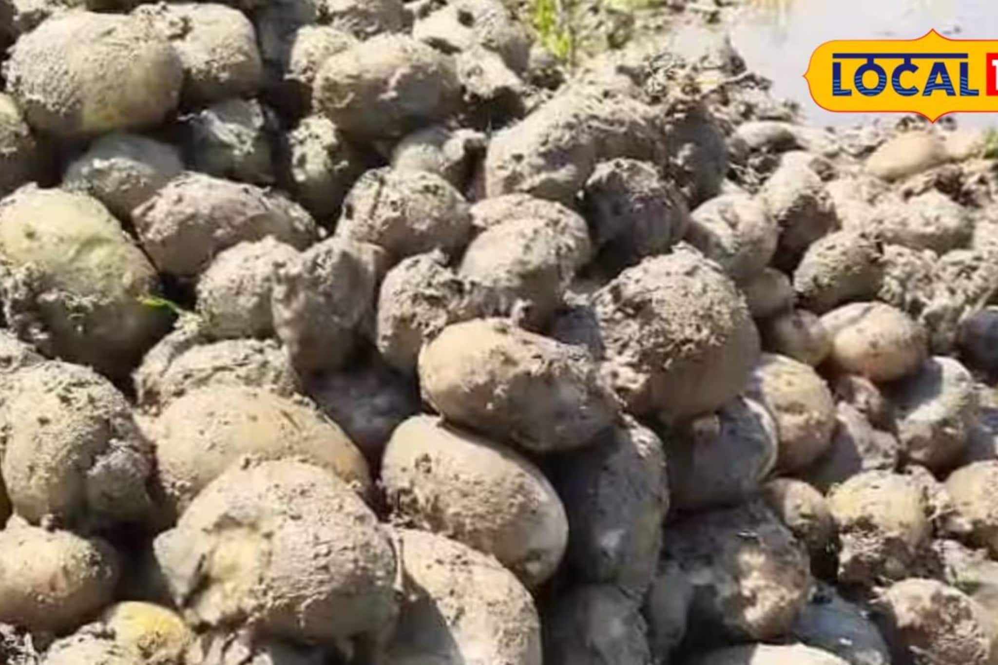 ভেজা আলু হিমঘরে সংরক্ষণ নিয়ে আর হবে না ভোগান্তি! স্বস্তির খবর শোনাল জেলা কৃষি দফতর