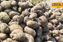 Agriculture News: কৃষকদের বড় চিন্তা দূর! ভেজা আলু হিমঘরে সংরক্ষণ নিয়ে আর হবে না ভোগান্তি, স্বস্তির খবর শোনাল জেলা কৃষি দফতর