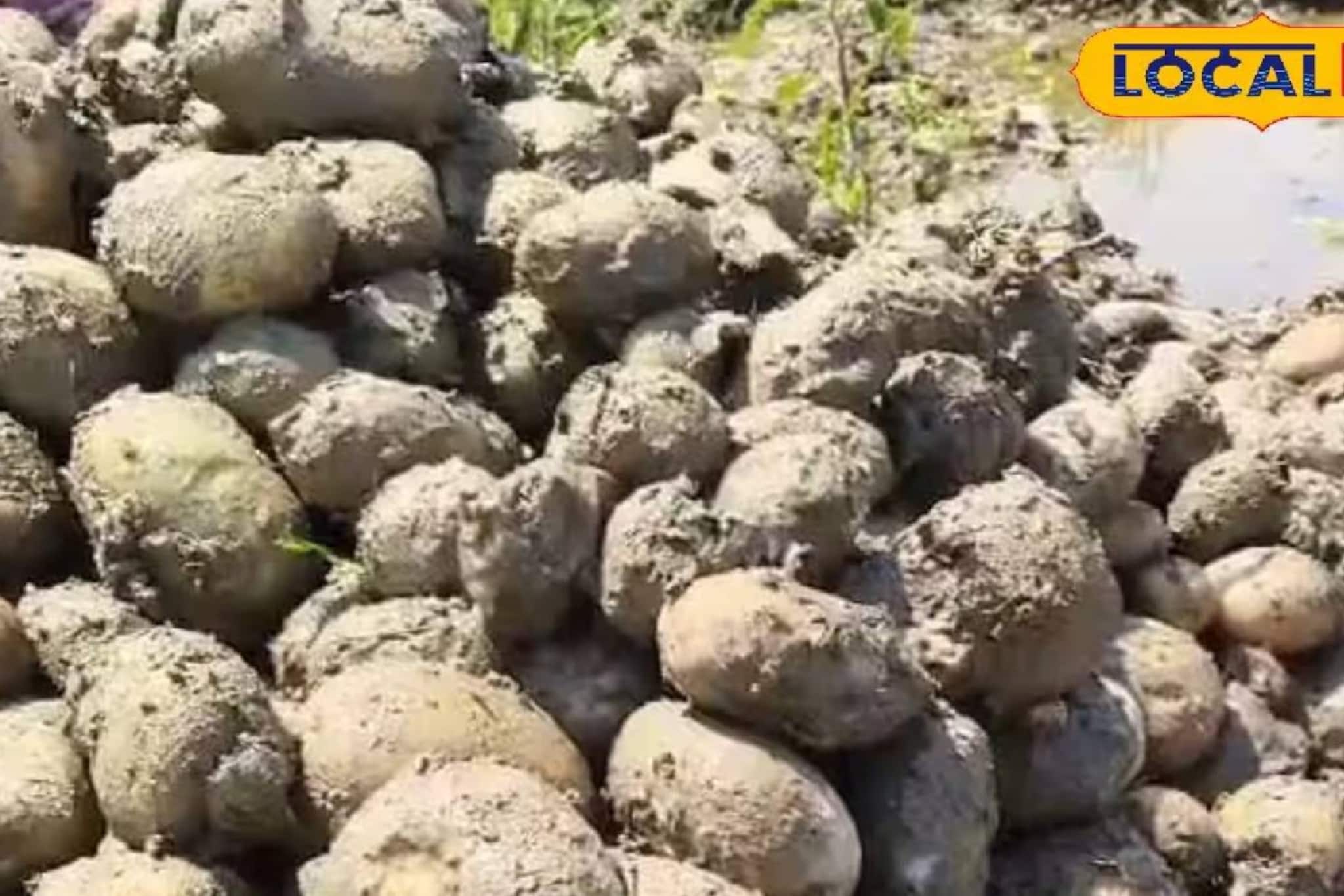 আলু চাষে লাভের আশায় জল! ফালাকাটার কৃষকদের মাথায় আকাশ ভেঙে পড়ার জোগাড় আলু চাষে লাভের আশায় জল! ফালাকাটার কৃষকদের মাথায় আকাশ ভেঙে পড়ার জোগাড়