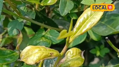  চা বাগানে পোকামাকড়ের উপদ্রব