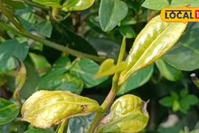 Agriculture News: চা বাগানে পোকার উপদ্রব ঠেকানোর উপায়! কীভাবে গাছ বাঁচানো সম্ভব, জানালেন চা গাছ বিশেষজ্ঞ