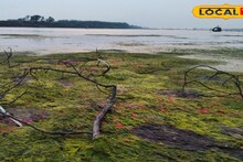 East Bardhaman News: দামোদর চরে শ্যাওলার ক্যানভাসে বসন্তের রঙ, শুকনো ডালে ফুটেছে কৃষ্ণচূড়া ও পলাশ! বর্ধমানের শিল্পীর চোখ জুড়ানো ল্যান্ড আর্ট