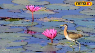 বালুরঘাট আঙিনা পাখিরালয়