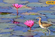 Offbeat Spot: জঙ্গল আর জলাশয়ের দুর্দান্ত মিশেল! উত্তরবঙ্গের এক অপূর্ব অফবিট স্পট, উইকেন্ডে ঘুরে আসুন প্রকৃতির 'আঙিনা'