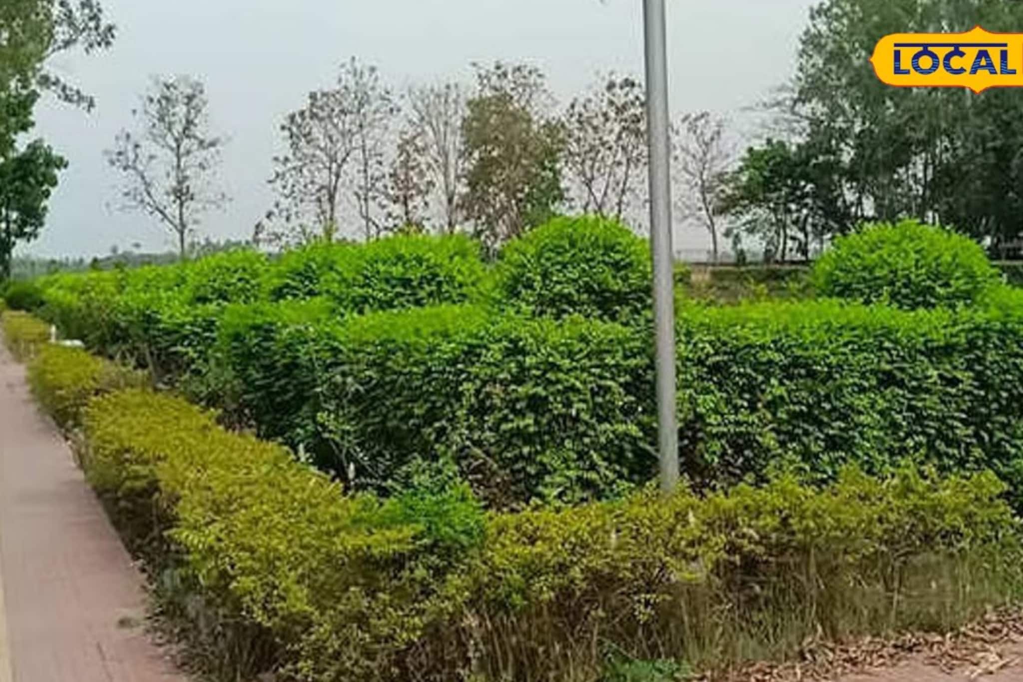 শিশুদের পার্কে যুগলদের আনাগোনা! গাছগাছালির আড়ালে ঘনিষ্ঠ মুহূর্ত 