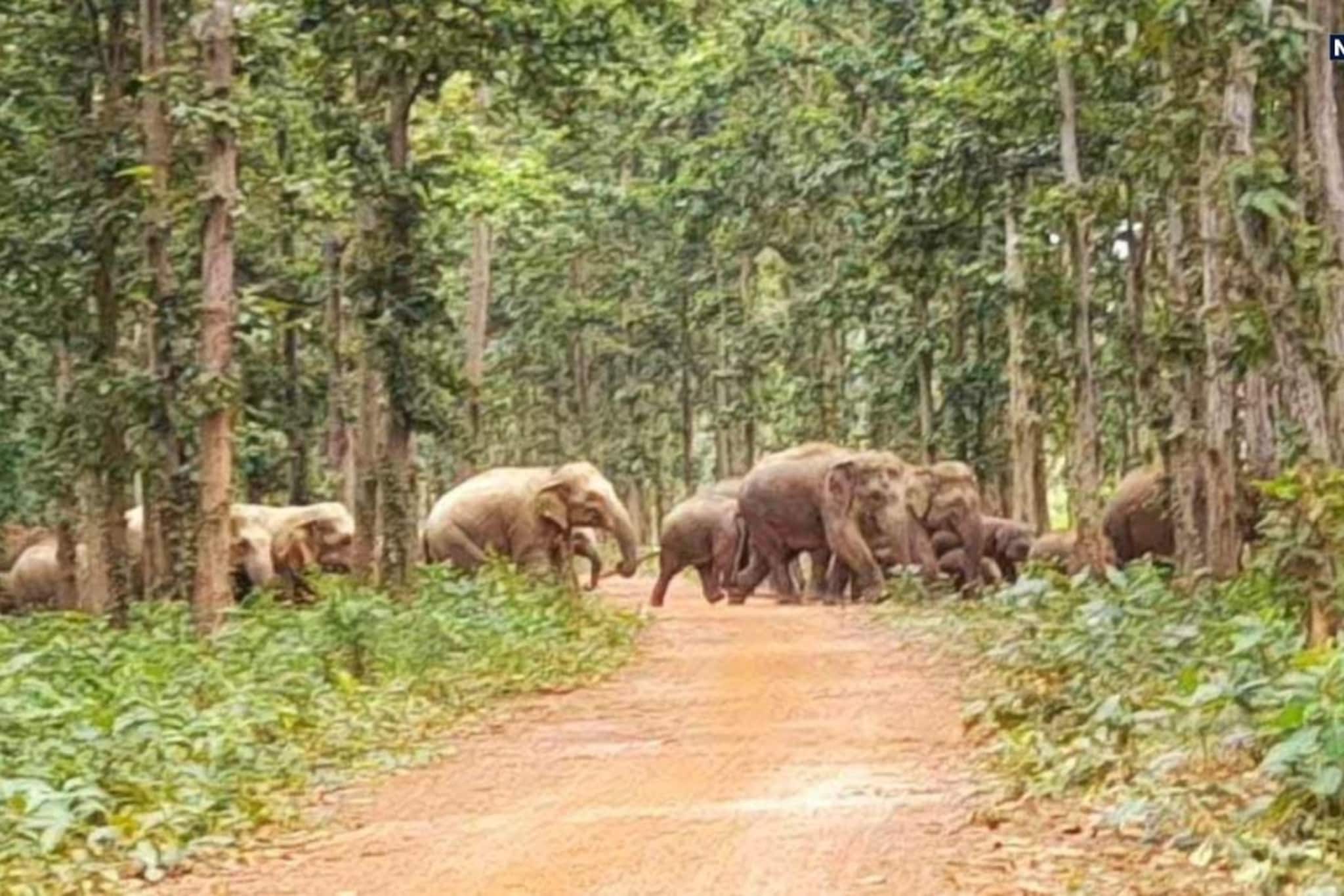 রাতের অন্ধকারে আগুনে জ্বলল সোনামুখীর শাল জঙ্গল, আতঙ্কে বন্যপ্রাণ রাতের অন্ধকারে আগুনে জ্বলল সোনামুখীর শাল জঙ্গল, আতঙ্কে বন্যপ্রাণ