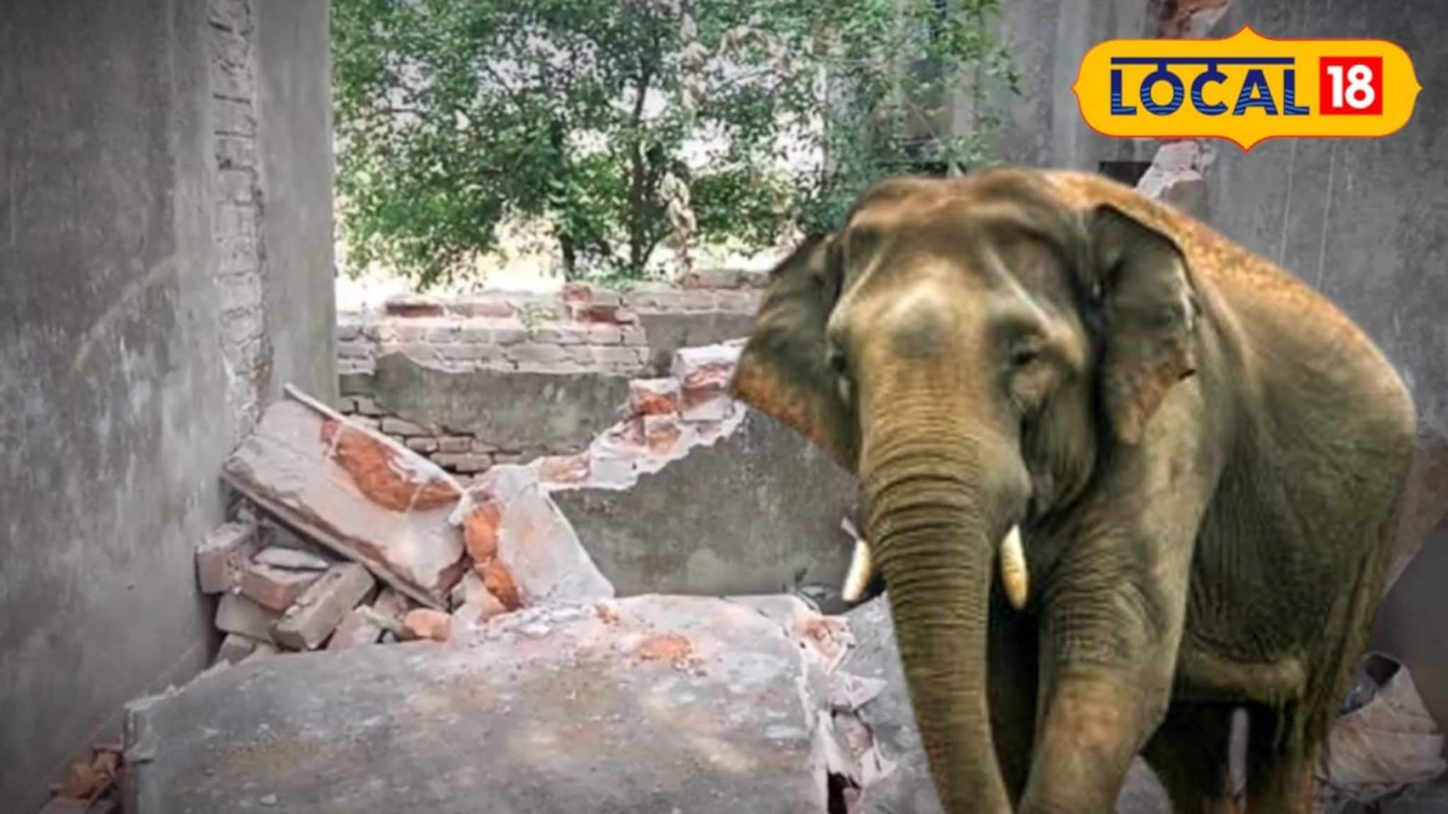 জঙ্গল থেকে বেরিয়ে বাঁকুড়ার লোকালয়ে হাতির দল! ভাঙল বাড়ি-গাড়ি