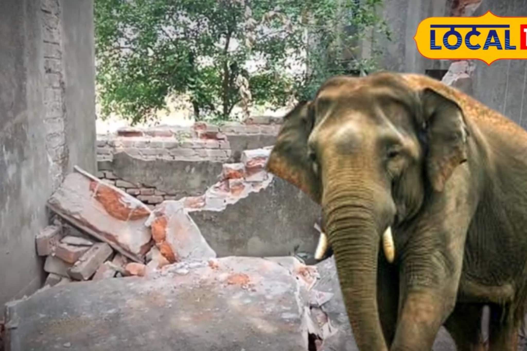 জঙ্গল থেকে বেরিয়ে বাঁকুড়ার লোকালয়ে হাতির দল! ভাঙল বাড়ি-গাড়ি জঙ্গল থেকে বেরিয়ে বাঁকুড়ার লোকালয়ে হাতির দল! ভাঙল বাড়ি-গাড়ি