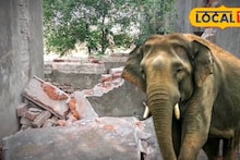 Bankura News: জঙ্গল থেকে বেরিয়ে বাঁকুড়ার লোকালয়ে হাতির দল! ভাঙল বাড়ি-গাড়ি, তীব্র আতঙ্ক এলাকায়