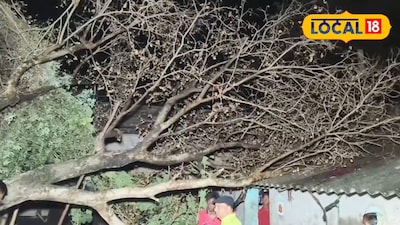 বাড়ির উপর ভেঙে পড়েছে গাছ