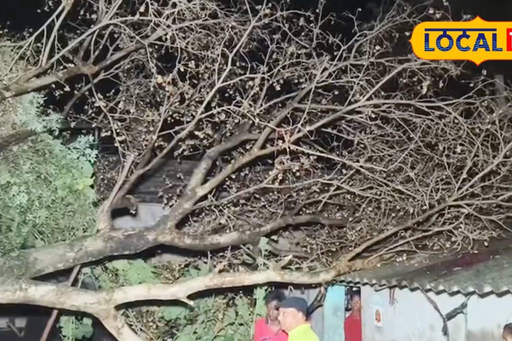 কালবৈশাখীর তাণ্ডবে লন্ডভন্ড বিষ্ণুপুর! ভাঙল একাধিক বাড়ি-গাছ