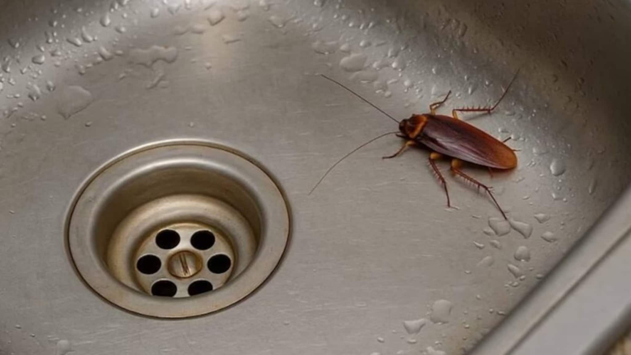 Cockroaches Tips: খরচ হবে না একটা টাকাও, শুধু এই ফলের খোসা রান্নাঘরে রাখলেই কেল্লা ফতে! এক নিমেষে ধ্বংস হবে আরশোলার বংশ Cockroaches Tips: খরচ হবে না একটা টাকাও, শুধু এই ফলের খোসা রান্নাঘরে রাখলেই কেল্লা ফতে! এক নিমেষে ধ্বংস হবে আরশোলার বংশ