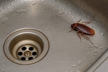 Cockroaches Tips: খরচ হবে না একটা টাকাও, শুধু এই ফলের খোসা রান্নাঘরে রাখলেই কেল্লা ফতে! এক নিমেষে ধ্বংস হবে আরশোলার বংশ