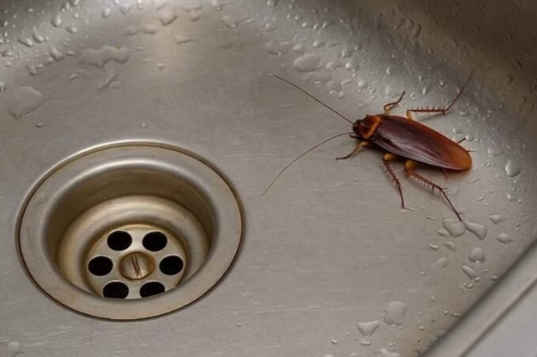 খরচ হবে না একটা টাকাও, শুধু এই ফলের খোসা রান্নাঘরে রাখলেই কেল্লা ফতে! এক নিমেষে ধ্বংস হবে আরশোলার বংশ