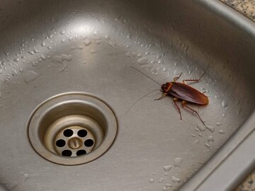 খরচ হবে না একটা টাকাও, শুধু এই ফলের খোসা রান্নাঘরে রাখলেই কেল্লা ফতে! এক নিমেষে ধ্বংস হবে আরশোলার বংশ