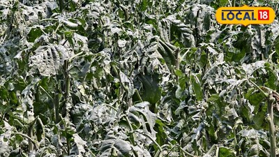 শিলাবৃষ্টির জেরে কৃষিকাজে ব্যাপক ক্ষতি