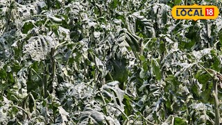 শিলাবৃষ্টির জেরে কৃষিকাজে ব্যাপক ক্ষতি