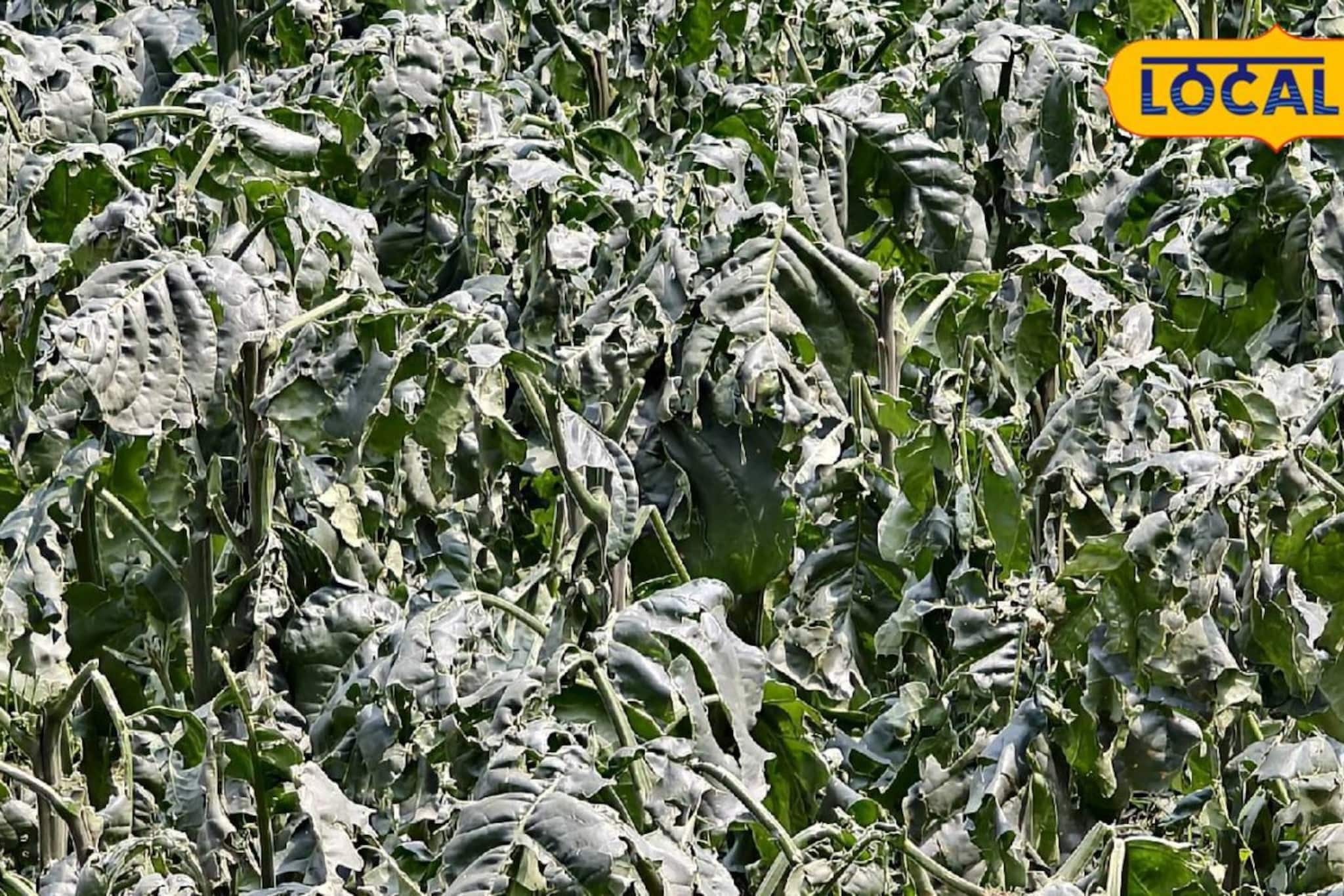 এক রাতের শিলাবৃষ্টিতে সব শেষ! মেখলিগঞ্জে আলু-ভুট্টা-তামাক চাষে ব্যাপক ক্ষতি