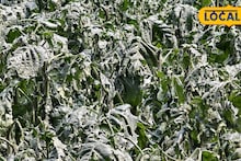 Agriculture News: এক রাতের শিলাবৃষ্টিতে সব শেষ! আলু-ভুট্টা-তামাক চাষে ব্যাপক ক্ষতি, কান্নায় ভেঙে পড়লেন মেখলিগঞ্জের কৃষকরা