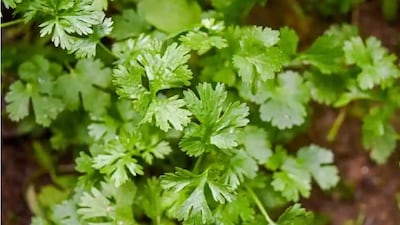 ধনেপাতা চাষ 