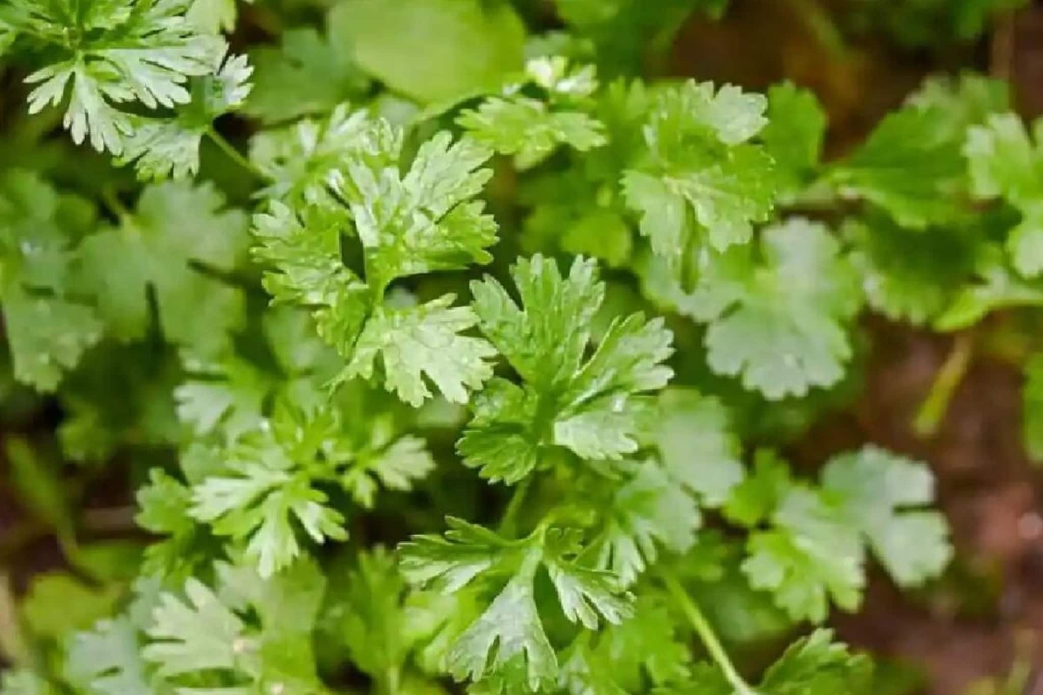 মার্চের চড়া গরমেও ফলবে কাঁড়ি কাঁড়ি তাজা, সবুজ, সুগন্ধি ধনেপাতা! রইল চাষের স্মার্ট ফর্মুলা, বাজার থেকে বেশি দামে কিনতে হবে না মার্চের চড়া গরমেও ফলবে কাঁড়ি কাঁড়ি তাজা, সবুজ, সুগন্ধি ধনেপাতা! রইল চাষের স্মার্ট ফর্মুলা, বাজার থেকে বেশি দামে কিনতে হবে না