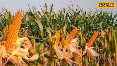 ভুট্টা চাষে লাভবান চাষিরা 