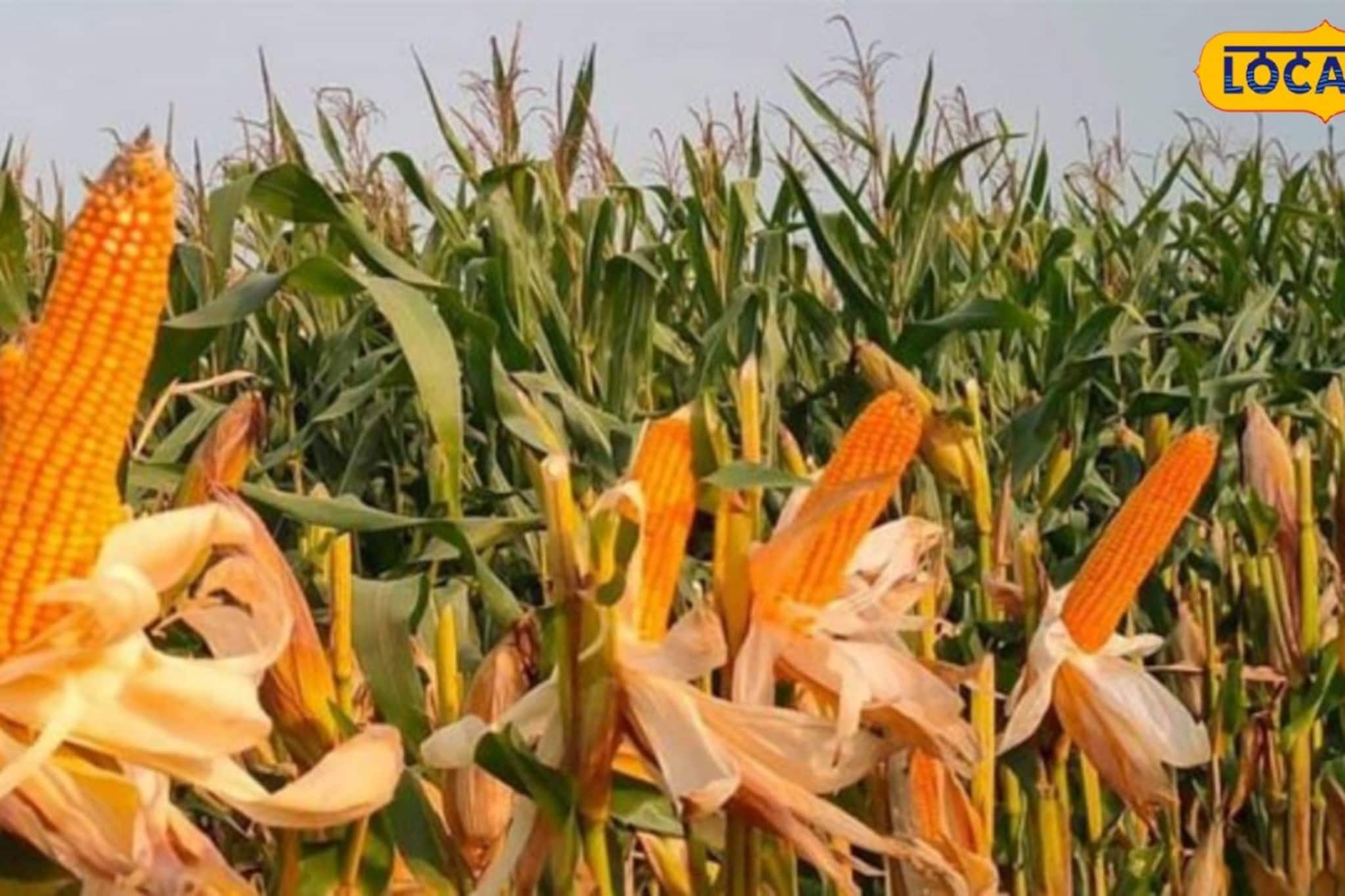 কম খরচে বেশি ফলন! আলু-ধান ছেড়ে 'এই' দানা চাষেই মালামাল