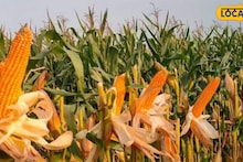 Crops Cultivation: কম খরচে বেশি ফলন! আলু-ধান ছেড়ে 'এই' দানা চাষেই মালামাল, লাভের মুখ দেখছে দিনাজপুরের চাষিরা