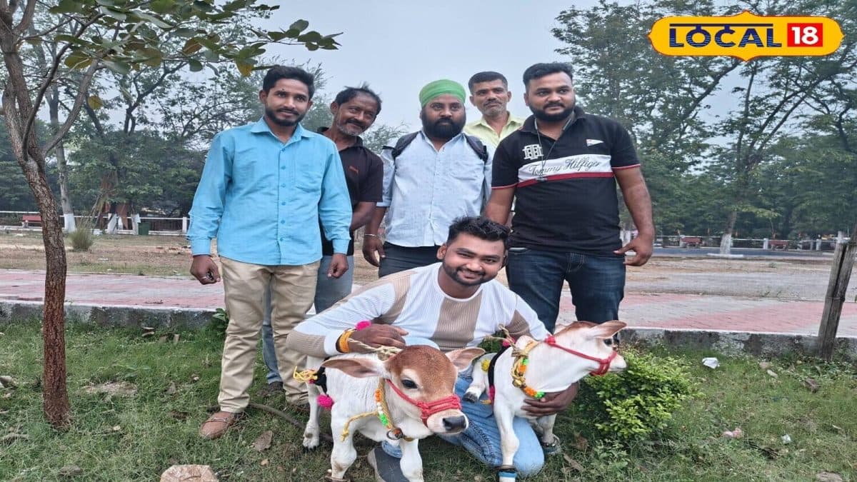 Mini Cow: দেড় ফুট লম্বা, ২০ কেজি ওজন! ছোট্ট সাইজের এই গরু লিটার লিটার দুধ দিচ্ছে রোজ! ভাইরাল গৌরী, গোপালের কীর্তি Mini Cow: দেড় ফুট লম্বা, ২০ কেজি ওজন! ছোট্ট সাইজের এই গরু লিটার লিটার দুধ দিচ্ছে রোজ! ভাইরাল গৌরী, গোপালের কীর্তি