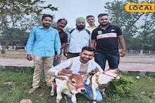 Mini Cow: দেড় ফুট লম্বা, ২০ কেজি ওজন! ছোট্ট সাইজের এই গরু লিটার লিটার দুধ দিচ্ছে রোজ! ভাইরাল গৌরী, গোপালের কীর্তি