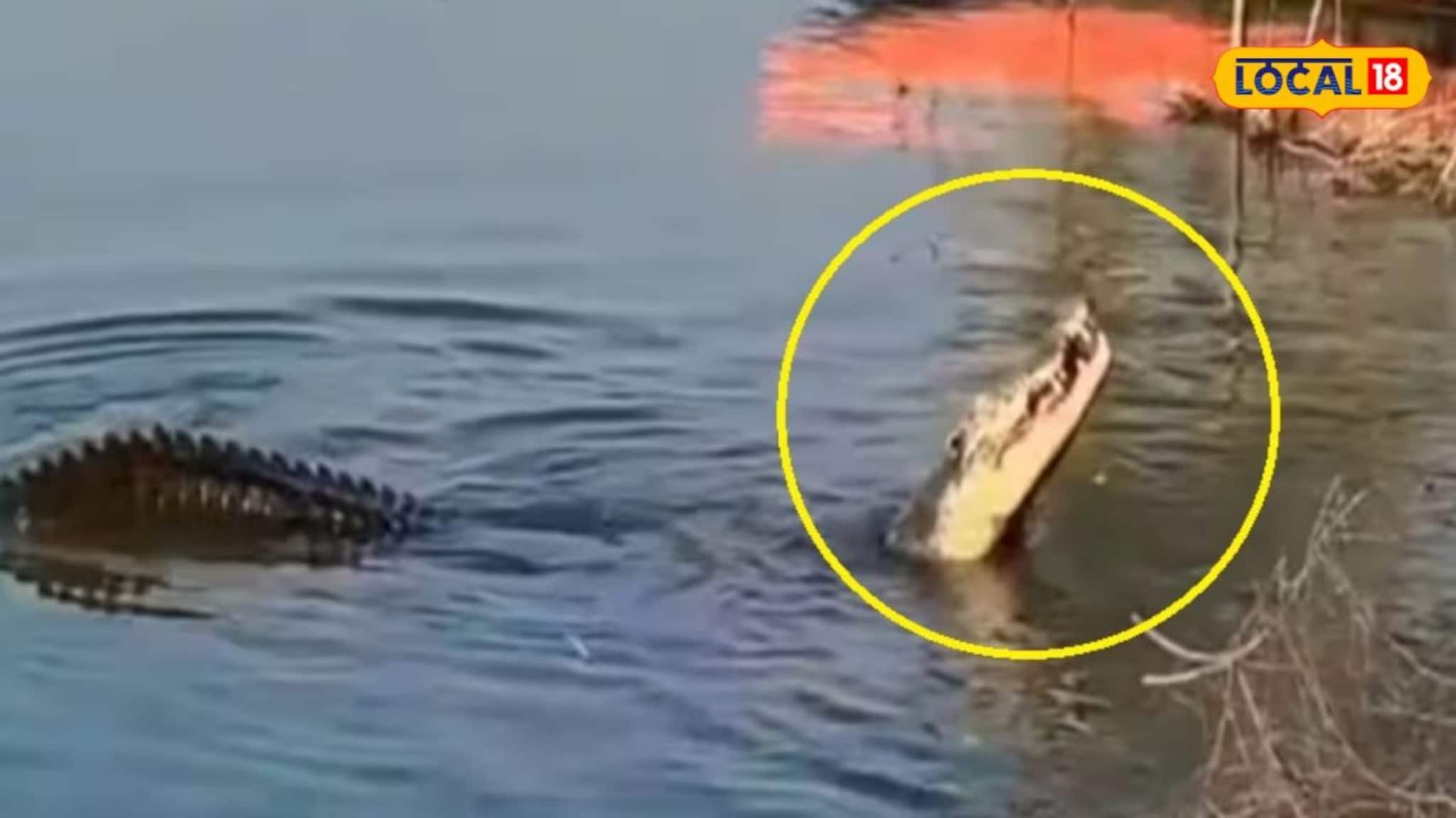 Crocodile Video: বিশাল কুমির গিলে খাচ্ছে আস্ত মুরগিকে! উথাল পাথাল পাথরপ্রতিমার জগদ্দল নদী, ভিডিও ভাইরাল