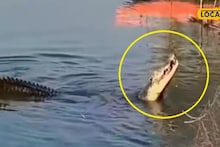 Crocodile Video: বিশাল কুমির গিলে খাচ্ছে আস্ত মুরগিকে! উথাল পাথাল পাথরপ্রতিমার জগদ্দল নদী, ভিডিও ভাইরাল