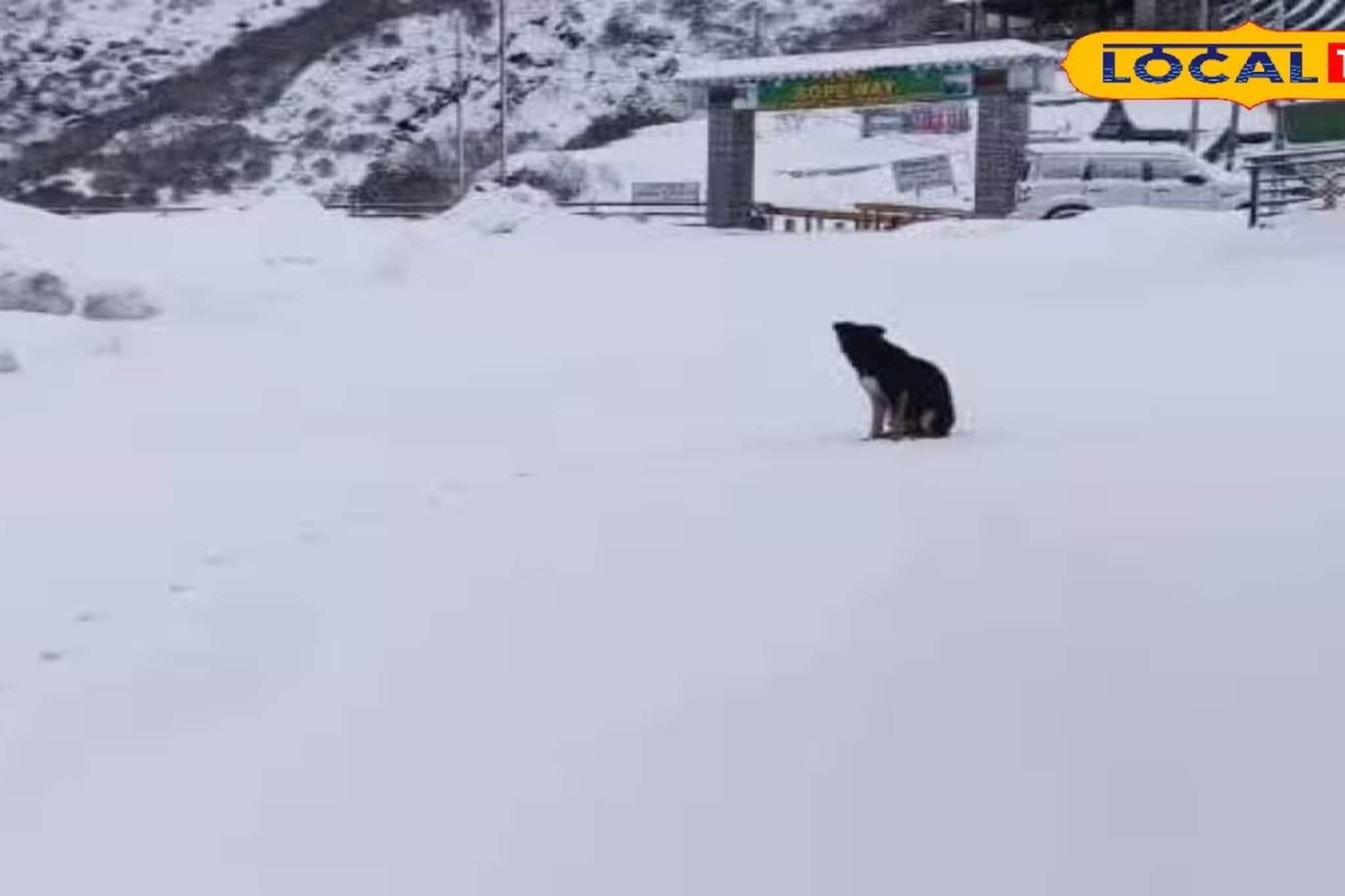 মার্চের শেষে ব্যাপক তুষারপাত! বরফের চাদরে ঢাকল সান্দাকফু, ফালুট! পাইন, রডোডেনড্রনের জঙ্গলের ছবি দেখুন মার্চের শেষে ব্যাপক তুষারপাত! বরফের চাদরে ঢাকল সান্দাকফু, ফালুট! পাইন, রডোডেনড্রনের জঙ্গলের ছবি দেখুন
