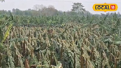 কলা চাষে ব্যাপক ক্ষতি