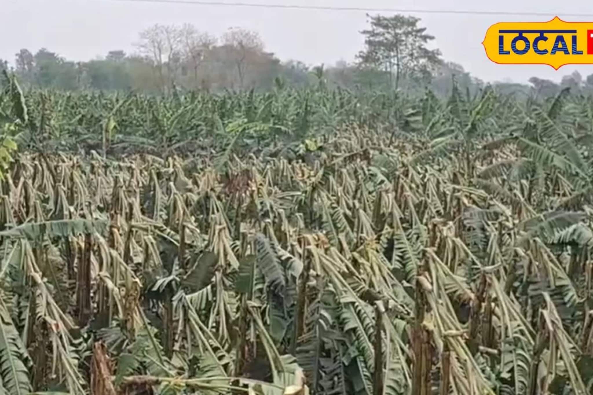 খড়িবাড়ির কলাচাষিদের বিরাট ক্ষতি! জমি দেখে কান্নায় ভেঙে পড়লেন সকলে