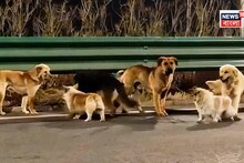 Viral News: মানুষও এমন বোধহয় পারে না! কষাইয়ের কাছে বিক্রি হওয়া ৭ কুকুর বন্ধু ১৭ কিমি পথ পেরিয়ে ফিরে এল গ্রামে! অবিশ্বাস্য এই কাহিনি ভাইরাল বিশ্বে