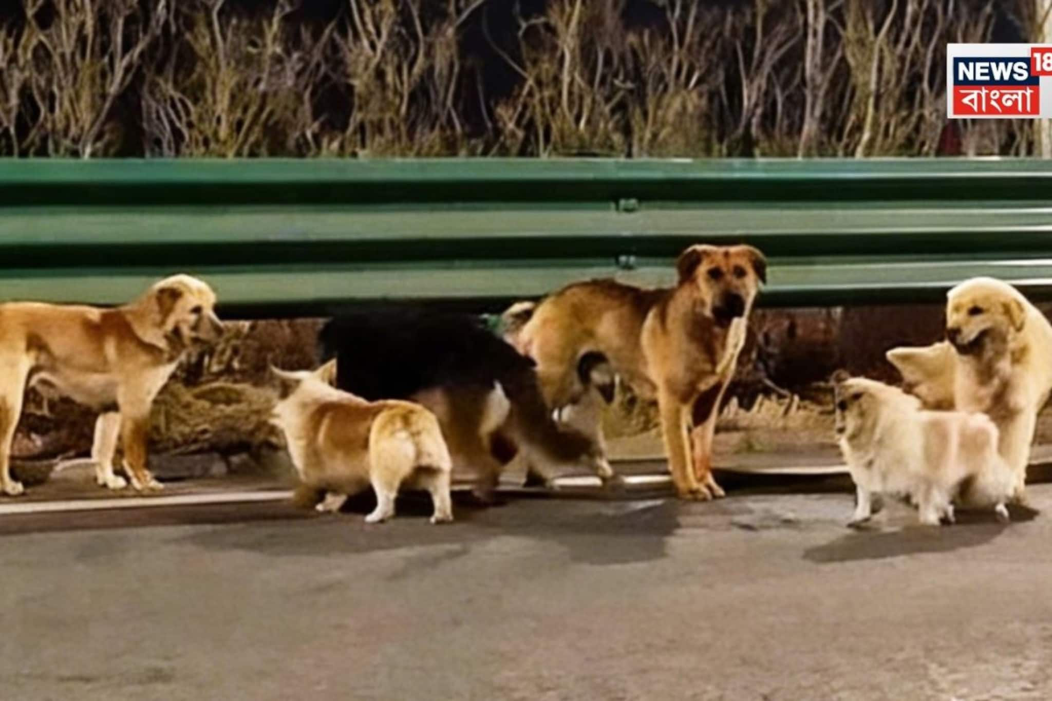 মানুষও এমন বোধহয় পারে না! কষাইয়ের কাছে বিক্রি হওয়া ৭ কুকুর বন্ধু ১৭ কিমি পথ পেরিয়ে ফিরে এল গ্রামে!